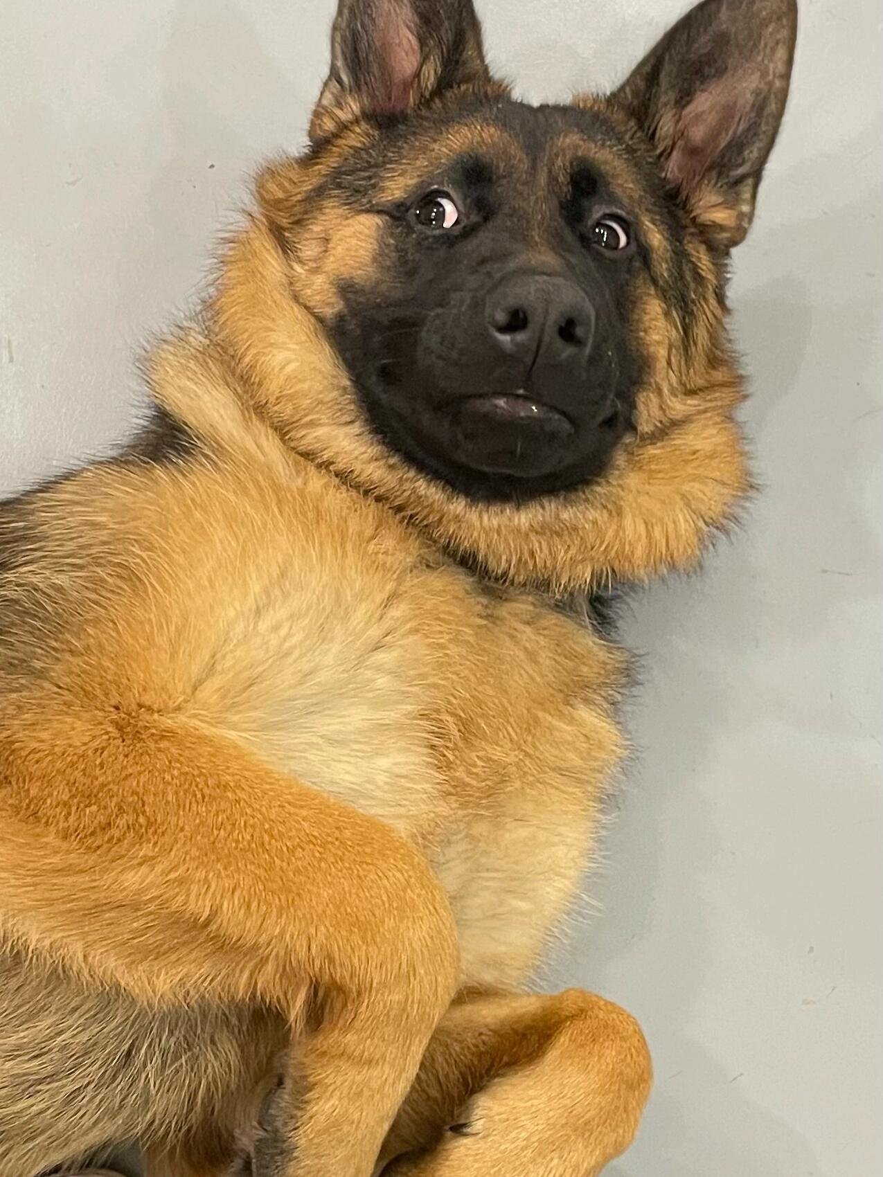 I usually take my dog for a walk 🐶 I enjoy golf ⛳ biking 🚴♀️ scuba diving 🤿 fitness 🏃 reading 📚 I love connecting with genuine people.