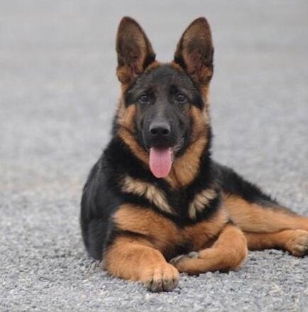 I usually take my dog for a walk 🐶 I enjoy golf ⛳ biking 🚴♀️ scuba diving 🤿 fitness 🏃 reading 📚 I love connecting with genuine people.