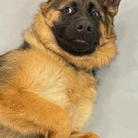 Kevin (@tempeatxyc) 's Twitter Profile
