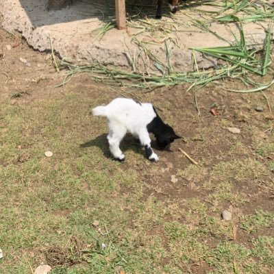 biasa dipanggil sayang
