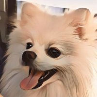 さゆ🐾ポメうに (@irbessy3fbfi16x) Twitter profile photo