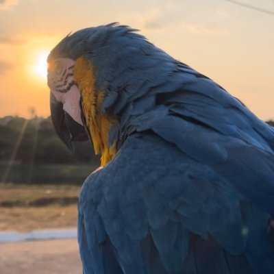 PipocaOnSolana's profile picture. Arara Pipoca is living forever in the Solana blockchain.

CA: 
https://t.co/IkM1DQFa2E

TG: 
https://t.co/mJxp7oKhin