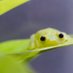 idk (@woahumyeswoo) Twitter profile photo idk (@woahumyeswoo) Twitter profile photo
