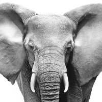 Harmaz (@gemgemhashmet) 's Twitter Profile