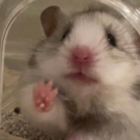 ぷっぷ (@puppu_puri2) 's Twitter Profile