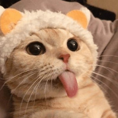 𝕏 - Cute Cats
Lovely moment 𝕏
Love animals