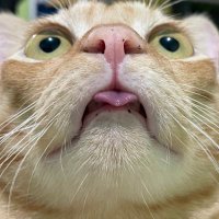 alknot (@tonklahb) 's Twitter Profile Photo alknot (@tonklahb) 's Twitter Profile Photo