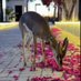 نرجس 🦌 (@narcissus_30) Twitter profile photo نرجس 🦌 (@narcissus_30) Twitter profile photo