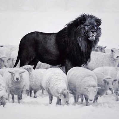 mohamedaitmlouk's profile picture.