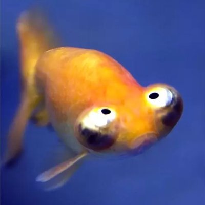 Lil Fish Profile