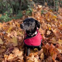 Eva Diva (@destructo_dog) 's Twitter Profile Photo Eva Diva (@destructo_dog) 's Twitter Profile Photo