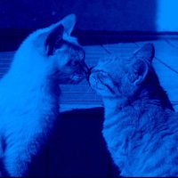 りく🖤 (@riku_sishumri) 's Twitter Profile Photo