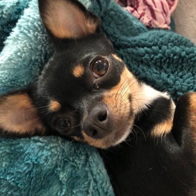 Wife, Step-mom, Sister, Chihuahua mom, Patriot. #MAGA, Happily Married, No DMs please, Lover of Truth, Justice and the American Way.🇺🇸🇨🇱🚀🎯🧇🌟👏