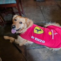 Enzo (@enzoferraridogo) 's Twitter Profile
