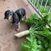 the squatting dachshund (@0oga_b0oga_) Twitter profile photo the squatting dachshund (@0oga_b0oga_) Twitter profile photo