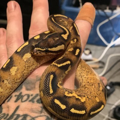 Ball python and cannabis enthusiast 🐍 🐍 🍁 🍁
Just my 3 sons and myself and a whole heap of reptiles 🤪🤪
