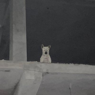 42C00per's profile picture. rabid dog