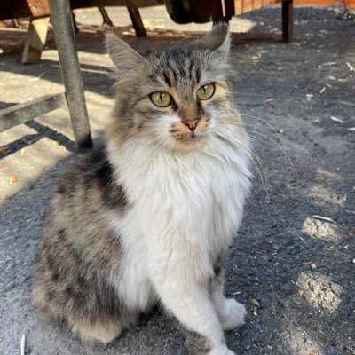 Aslasiya's profile picture. 