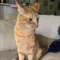𝘉𝘳𝘦𝘯𝘥𝘢𝘯 (@kyotonae) 's Twitter Profile