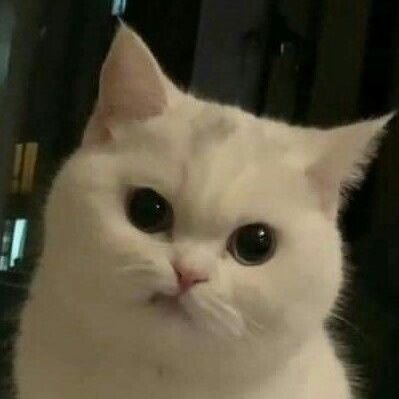 mnigoov's profile picture. Sem frase de efeito por enquanto