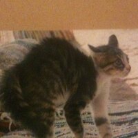 Pununciation Disorder (@ms_willow) 's Twitter Profile