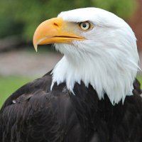 Harry TheEagle 🇺🇸 (@harry_theeagle) 's Twitter Profile