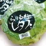 このたび「農協男子」に転職した、四国の枯れたおっさんです😅😅レタスは一段落し、メイン作物はブロッコリーに代わりました🏞️皆さん、香川の野菜やフルーツをよろしく🍊
⚠️えちえち系、儲け話系等は即刻ミュート&ブロックさせて頂きます⚠️