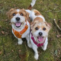 MillieandGriff (@millieandgriff) 's Twitter Profile Photo MillieandGriff (@millieandgriff) 's Twitter Profile Photo