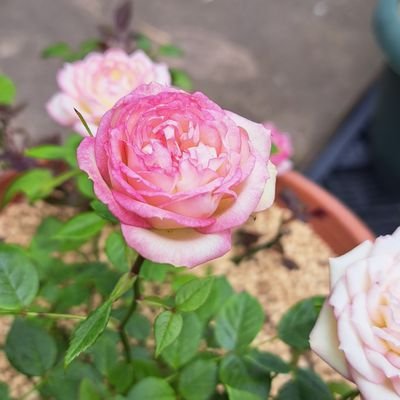 jsb3ryujixloxve's profile picture. 