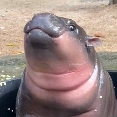 uoueid's profile picture.
