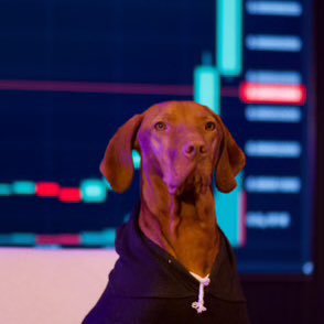 🐾 Rory is crypto’s favorite Chief Dog Officer on Base | Leading the pack to the moon 🚀 | $CDO: For top dogs only 🥃 | No leash, just vibes.