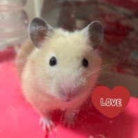 MIWI (@miwi83185420) 's Twitter Profile