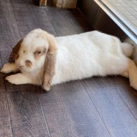 ハナピ (@hanapi87p) 's Twitter Profile