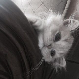undefian's profile picture. надеяться
