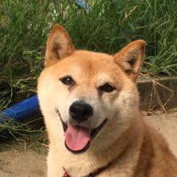 柴犬メリーさんです🐾 (@shiba_merry_san) 's Twitter Profile Photo 柴犬メリーさんです🐾 (@shiba_merry_san) 's Twitter Profile Photo
