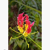 வானவல்லி♥️ (@rose11101996) 's Twitter Profile Photo