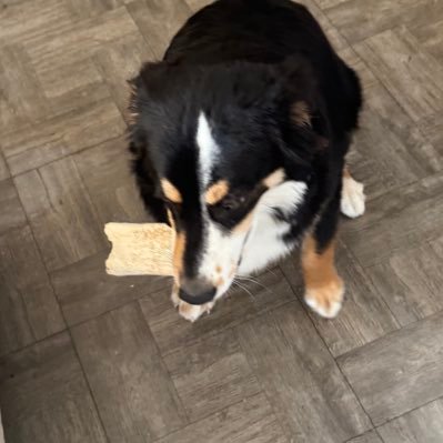 rosebush85's profile picture. My beloved come quickly! O Lord ,I love You