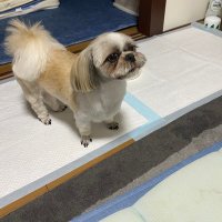 ピーコ@相互フォロー (@peeko090) 's Twitter Profile