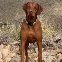 204toSunDevil (@prairie2desert) 's Twitter Profile