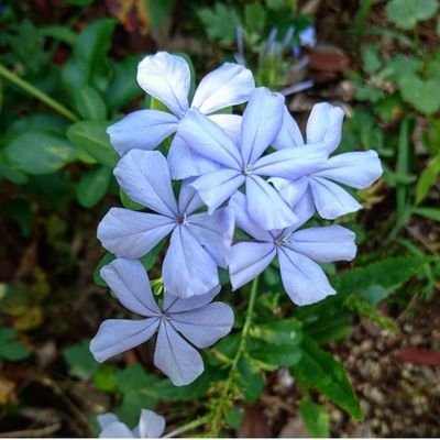 ayainu1618's profile picture. peacefulworld  09年8月16日から続けていた @aya_inu というアカウントがログインできなくなったので今後こちらのアカウントを使います。football,jefunite,flowers,cat,tanka,books 
第42回角川短歌賞予選通過
フォローリクエストは面識ある方のみ承ります。