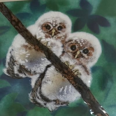 amichan817's profile picture. 