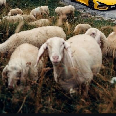 trynafiguree's profile picture. Please excuse me for being antisocial 😐😬