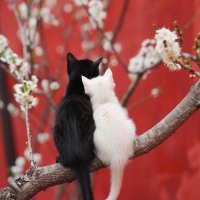 이리 (@iri__0212) 's Twitter Profile Photo 이리 (@iri__0212) 's Twitter Profile Photo