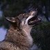  Canis Lupus 📯 (@canislupus999) Twitter profile photo Canis Lupus 📯 (@canislupus999) Twitter profile photo