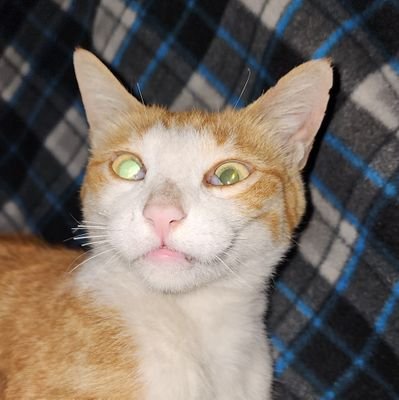 Rubygloomgo's profile picture. 中共統治下我不同意台灣是中國的
有中共就沒有未來
只有腦殘才喜歡中共