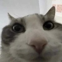 Beo (inactive) (@ropebunnybun) 's Twitter Profile