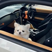 🐏yagi🦙抹茶ラテ🍵 (@rei_cyal) 's Twitter Profile Photo