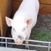 Whitepig #AzgınAzınlık Domuzu (@whiteppigg) Twitter profile photo Whitepig #AzgınAzınlık Domuzu (@whiteppigg) Twitter profile photo