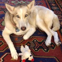 arthuroslund (@magiccat2488) 's Twitter Profile
