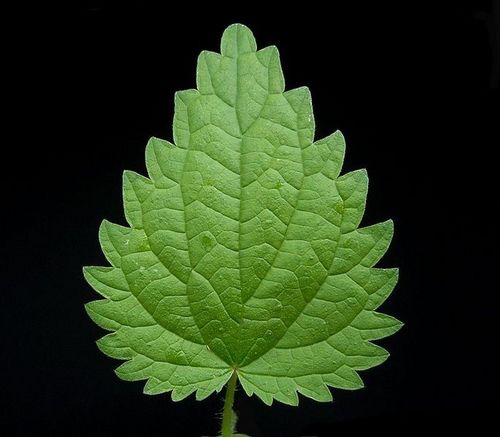 wildryedale's profile picture. Nature & wildlife news from Ryedale in North Yorkshire.